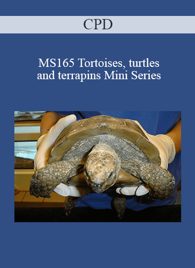CPD - MS165 Tortoises