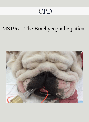 CPD - MS196 – The Brachycephalic patient