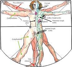 Rebuild Your Body 2016 - Lymphatic System